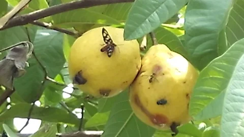 Two old yellow guava fruit hanging on the tree. too old. Stock Footage 121869981