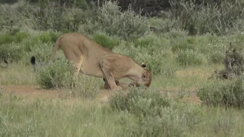 Two older cubs wander off while lioness keeps grooming the smallest , Part 3 Stock Footage 320354513