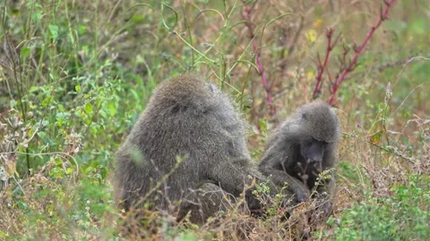 Two Olive Baboons Grooming Each Other in Serengeti Shrubland Stock Footage 342231357