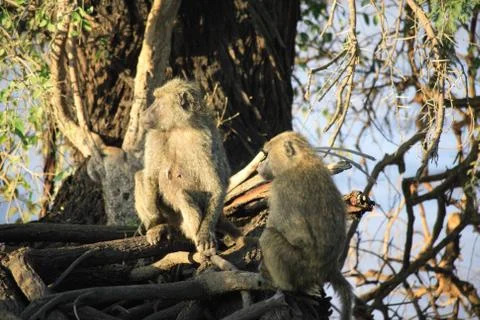 Two olive baboons in a tree Stock Photos