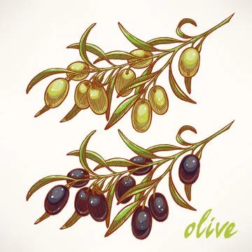 Two olive tree branches Stock Illustration
