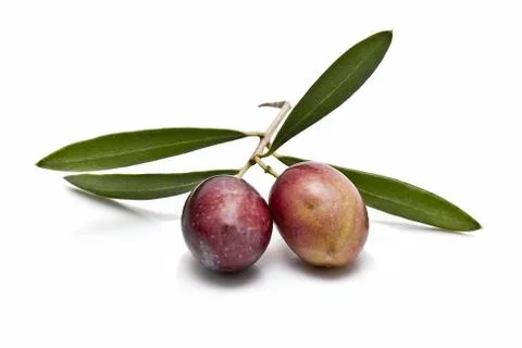 Two olives on the branch. Stock Photos