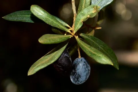 Two olives on an olive branch Stock Photos