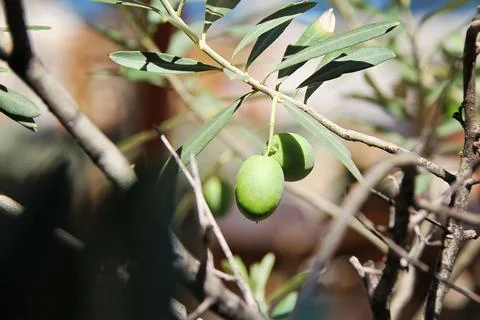 Two Olives on a Tree Branch Close Up Stock Photos