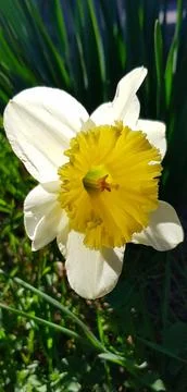 Two of one flower Stock Photos