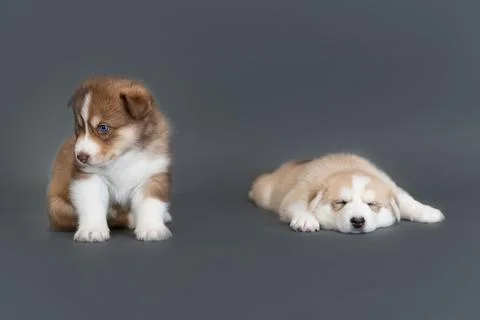 Two one-month-old husky puppies sit and sleep on a gray background Stock Photos