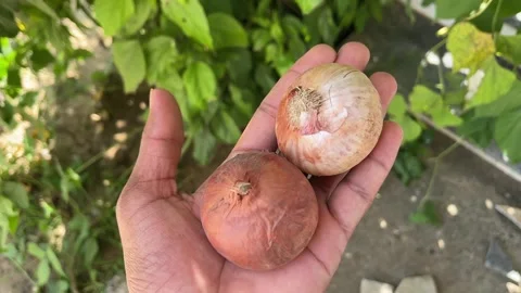 Two Onions in Hand Close-Up | Fresh Red Onions Holding Stock Footage 318840570