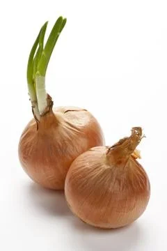 Two onions Stock Photos