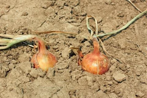 Two onions in the soil Foto stock