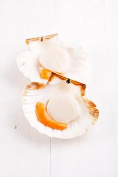 Two open raw scallops, on white wooden backdrop, seafood Stock Photos