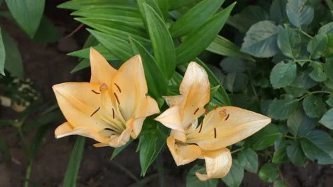 Two opened orange flower buds among the leaves in the shape of a palm tree. Stock Footage 133825788