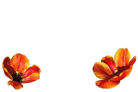 Two opened red orange tulip flower heads isolated on white Stock Illustration