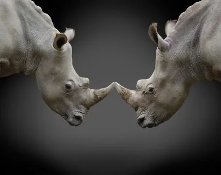 Two opposing rhinos Stock Photos