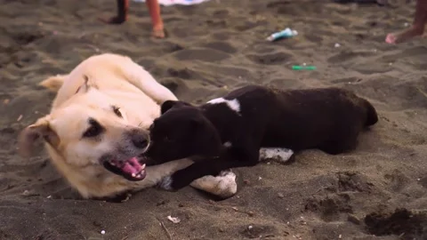 Two or more dogs run and play on the beach on a cloudy summer day. Stock Footage 162185167