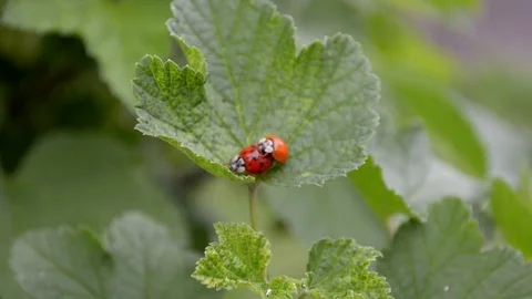 Two orange and red ladybugs mate and crawl on a currant leaf in wind, top view Stock Footage 112952192