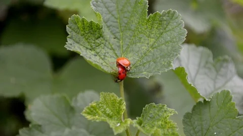 Two orange and red ladybugs mate and crawl on currant leaf in the wind Stock Footage 112952242