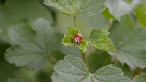 Two orange and red ladybugs mate and sit on leaf of currants in the wind Stock Footage 112952252