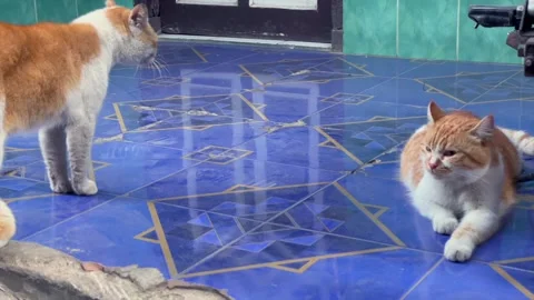 Two orange and white cats interacting 動画素材 344105480