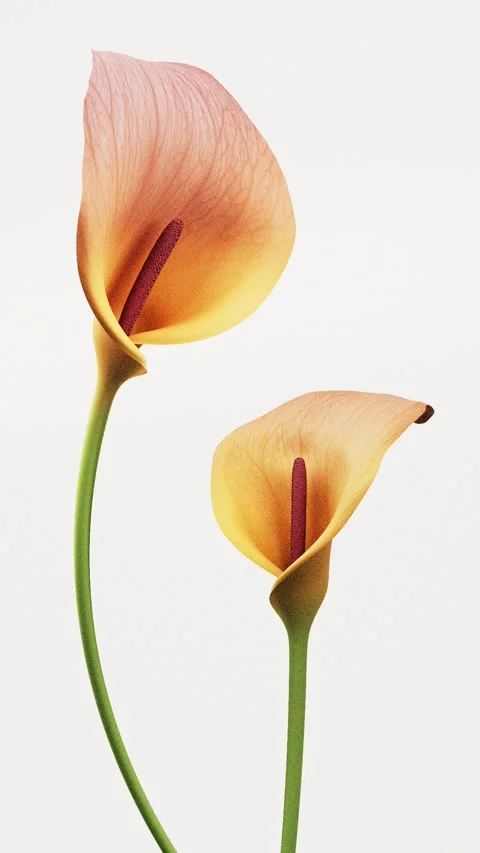 Two orange and yellow calla lily flowers slowly blooming with elegant grace.. Видео 337885746