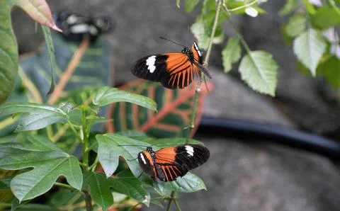 Two orange butterflies on a leaf Stock Photos