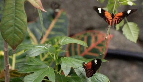 Two orange butterflies on a leaf Stock Photos