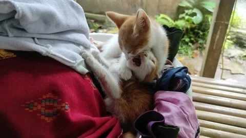 Two Orange Cats are playing on a pile of clothesline Stock Footage 233061086