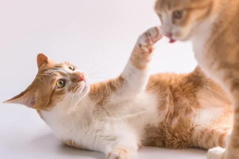 Two orange cats playing together. Stock Photos