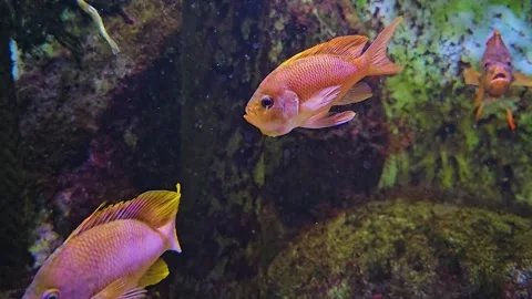 Two orange cichlid fish  Stock Footage 244992453