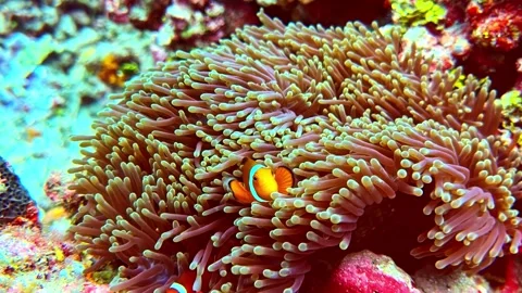 Two orange clownfish nestle deep inside soft pink sea anemone tropical reef - Video stock 336780991