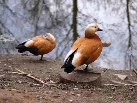 Two orange ducks in early spring. Stock Photos