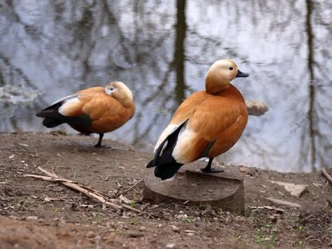 Two orange ducks in early spring. Stock Photos