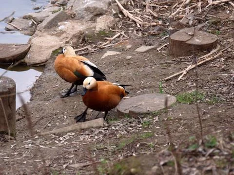 Two orange ducks in early spring. Stock Photos