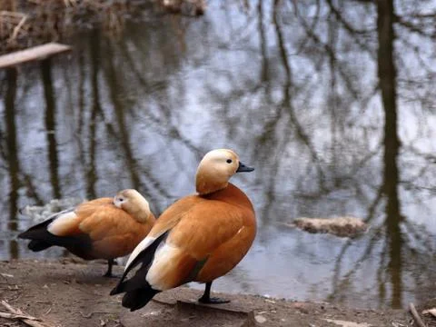 Two orange ducks in early spring. Stock Photos