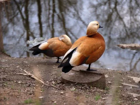 Two orange ducks in early spring. Stock Photos