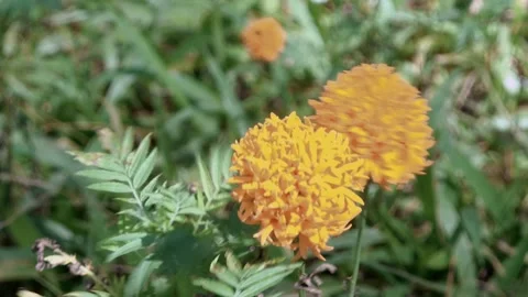 Two orange flowers are in a field of green grass Video stock 277618789