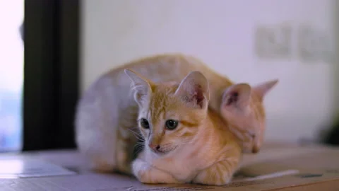 Two orange kittens are resting on a cardboard box. 库存影片 254538451