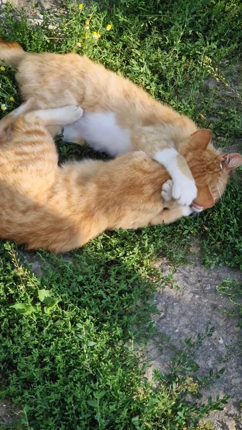 Two orange kittens fighting outdoors in the yard. Funny and playful ginger cats  Stock Footage 277281697