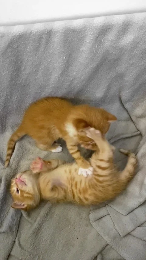Two orange kittens playing - mock aggression. Stock Footage 329227641