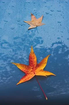 Two orange leaves on a blue surface Stock Photos