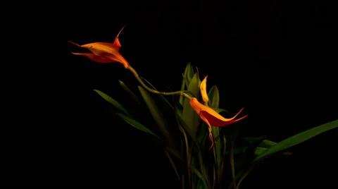 Two orange orchid twisting and turning Stock Footage 51312748