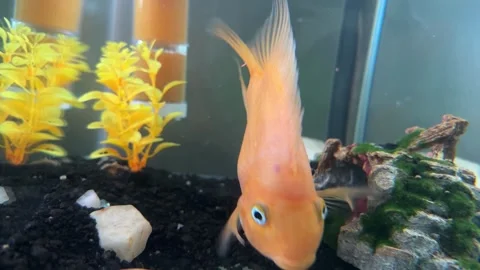 Two orange parrot fish swim in an aquarium Stock Footage 287805053