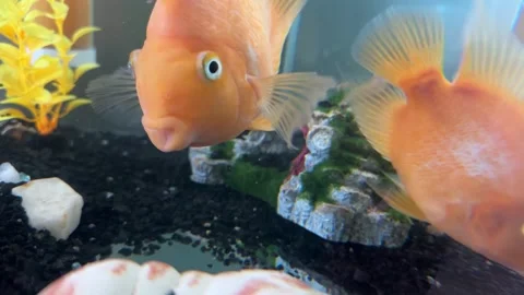 Two orange parrot fish swim in an aquarium Stock Footage 287805077