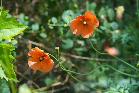 Two orange poppies Foto stock