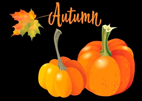 Two orange pumpkin isolated on black background. Vector Illustration Stock Illustration