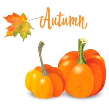 Two orange pumpkin isolated on white background. Vector Illustration Stock Illustration