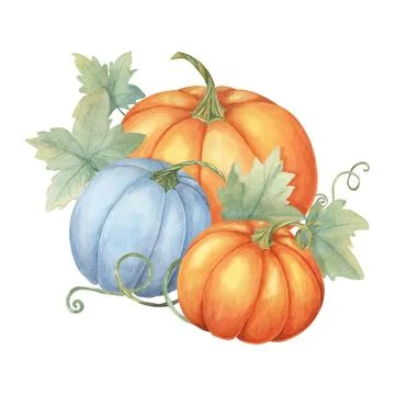 Two orange pumpkins and one blue pumpkin with green leaves. Colorful squash Stock Illustration