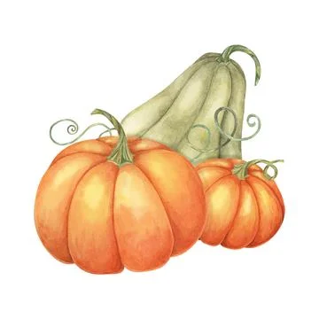 Two orange pumpkins and one green gourd with tendrils . Colorful squash Stock Illustration