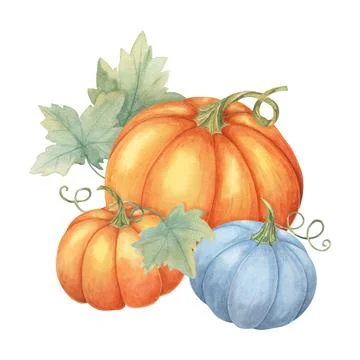 Two orange pumpkins and one blue pumpkin with green leaves. Colorful squash Stock Illustration