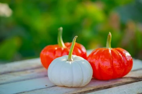 Two orange pumpkins and one white stand on a wooden background Stock Photos