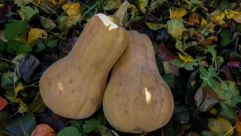 Two orange pumpkins on a background of colored leaves. Sunbeam on vegetables. Stock Photos